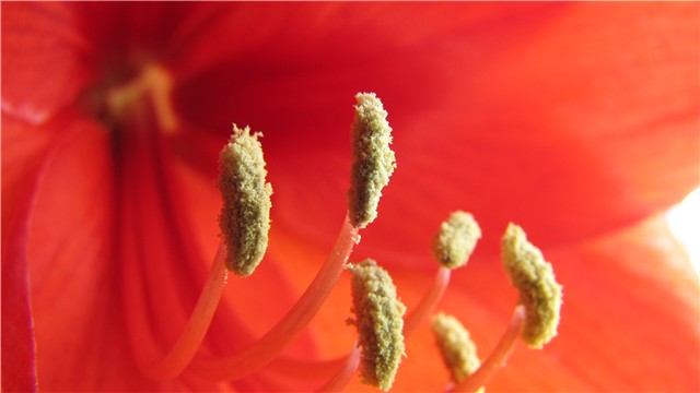 amarilis